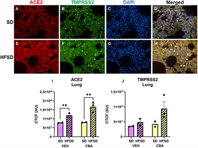 High fat, high sucrose diet promotes increased expression of ACE2 receptor in the SIV-infected host: implications for SARS-CoV-2 infection